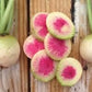 Asian Heirloom Organic Watermelon Radish Seeds