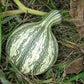Heirloom Organic Green Striped Cushaw Pumpkin Seeds