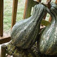 Heirloom Organic Green Striped Cushaw Pumpkin Seeds