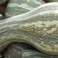 Heirloom Organic Green Striped Cushaw Pumpkin Seeds