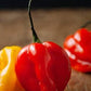 Heirloom Organic Red Scotch Bonnet Seeds (Aka Bonney Peppers, Caribbean Red Peppers)