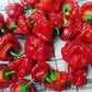 Heirloom Organic Red Scotch Bonnet Seeds (Aka Bonney Peppers, Caribbean Red Peppers)