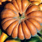 RARE Heirloom Organic Cinderella Pumpkin Seeds (Musquee De Provence Pumpkin, Fairytale pumpkin)