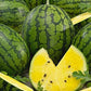 Heirloom Organic Mountain Sweet Yellow Watermelon Seeds