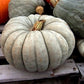 RARE Organic Heirloom Jarrahdale Pumpkin Seeds
