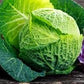 Heirloom Organic Danish Ballhead Cabbage Seeds