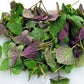 Heirloom Organic Korean Mint Seeds (Butterfly and Bee Attracting)