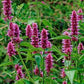 Heirloom Organic Korean Mint Seeds (Butterfly and Bee Attracting)