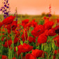 Heirloom Red Corn Seeds (aka RemembraPoppy nce Poppy, Flander's poppy, Field Poppy)