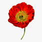 Heirloom Red Corn Seeds (aka RemembraPoppy nce Poppy, Flander's poppy, Field Poppy)