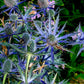 Heirloom Organic Blue Sea Holly Flower