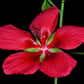 Heirloom Organic Texas Star Hibiscus Seeds (Aka Scarlet Rose Mallow, Swamp Hibiscus, Brilliant Hibiscus, Scarlet Hibiscus)