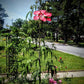 Heirloom Organic Texas Star Hibiscus Seeds (Aka Scarlet Rose Mallow, Swamp Hibiscus, Brilliant Hibiscus, Scarlet Hibiscus)