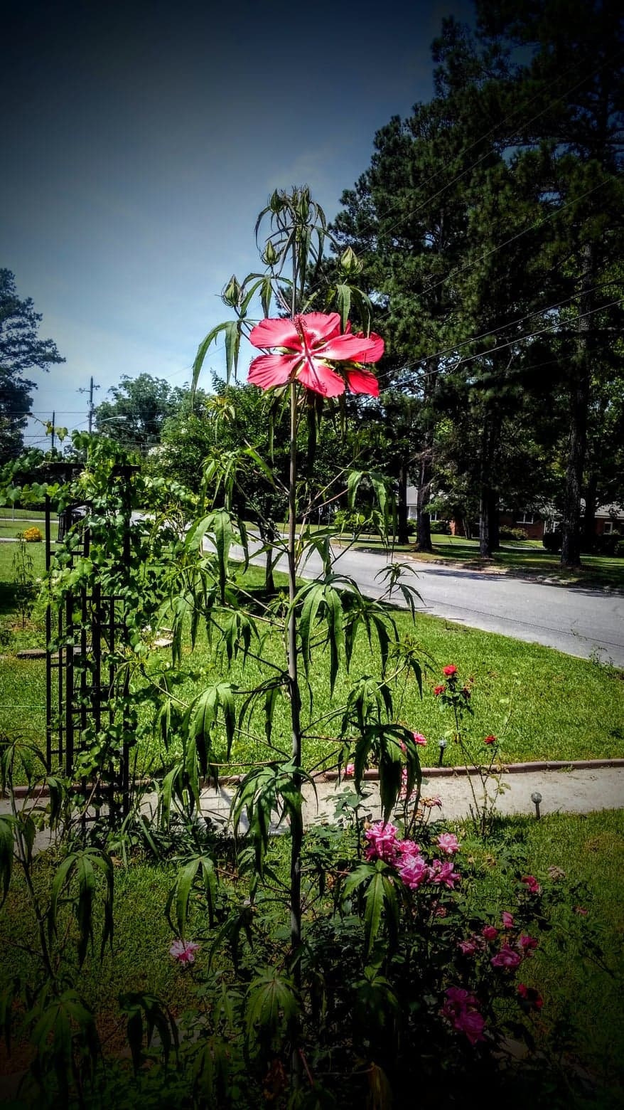 Heirloom Organic Texas Star Hibiscus Seeds (Aka Scarlet Rose Mallow, Swamp Hibiscus, Brilliant Hibiscus, Scarlet Hibiscus)