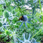 Heirloom Organic Blue Sea Holly Flower