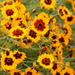 Heirloom Organic Plains Coreopsis Seeds (AKA Coreopsis Tinctoria, Plains Coreopsis, Garden Coreopsis, Golden Tickseed, Calliopsis)