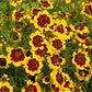 Heirloom Organic Plains Coreopsis Seeds (AKA Coreopsis Tinctoria, Plains Coreopsis, Garden Coreopsis, Golden Tickseed, Calliopsis)