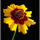 Heirloom Organic Plains Coreopsis Seeds (AKA Coreopsis Tinctoria, Plains Coreopsis, Garden Coreopsis, Golden Tickseed, Calliopsis)