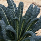 Heirloom Organic Black Magic Lacinato Kale Seeds