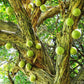 RARE Organic Heirloom Calabash Fruit Tree Seeds