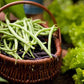 Organic Heirloom Top Crop Bush Bean Garden Seeds