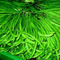 Heirloom Organic Dwarf Gray Sugar Garden Peas Seeds