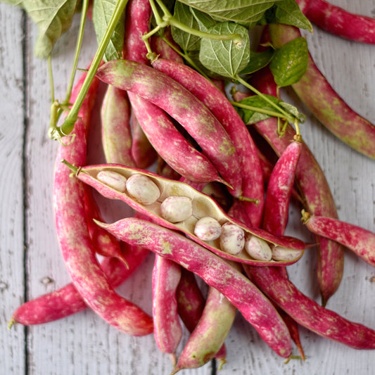 Organic Heirloom Red Cargamanto Bean Seeds