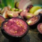 Organic Heirloom Purple Tomatillo Seeds Rare