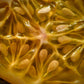 Organic Heirloom Horned Melon Seeds (Cucumis metuliferus, Kiwano, Jelly Melon, African Horned Cucumber.) Seeds Rare