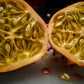Organic Heirloom Horned Melon Seeds (Cucumis metuliferus, Kiwano, Jelly Melon, African Horned Cucumber.) Seeds Rare