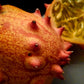 Organic Heirloom Horned Melon Seeds (Cucumis metuliferus, Kiwano, Jelly Melon, African Horned Cucumber.) Seeds Rare