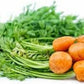 Hierloom Organic Rare Parisian Round Carrot Seeds (Aka Parisienne Carrot, Tonda Di Parigi)