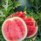 Organic Heirloom Blacktail Mountain Watermelon Seeds