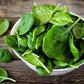 Heirloom Organic Whale Spinach Seeds