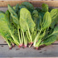 Heirloom Organic Whale Spinach Seeds