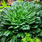 Heirloom Organic Tatsoi Mustard Greens Seeds