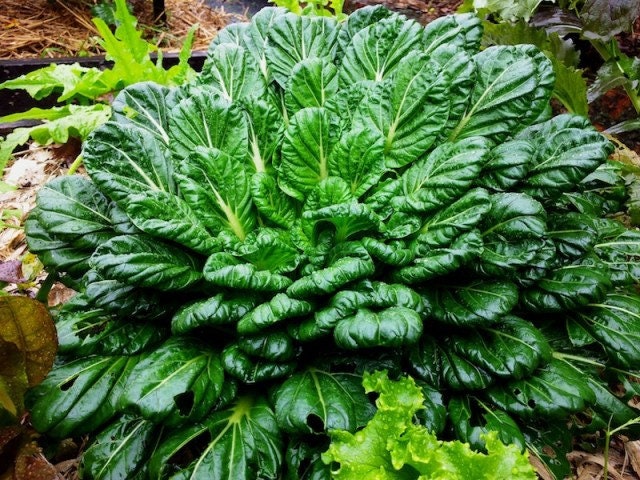 Heirloom Organic Tatsoi Mustard Greens Seeds