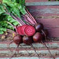 Heirloom Organic Chioggia Guardsmark Beet Seeds (Aka Bullseye Beet)