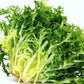 Heirloom Organic Green Curled Ruffec Endive Seeds Aka Chicory seeds