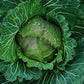 Heirloom Organic Danish Ballhead Cabbage Seeds