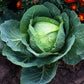 Heirloom Organic Danish Ballhead Cabbage Seeds