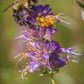 Heirloom Organic Korean Mint Seeds (Butterfly and Bee Attracting)