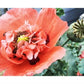 Heirloom Red Corn Seeds (aka RemembraPoppy nce Poppy, Flander's poppy, Field Poppy)