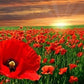 Heirloom Red Corn Seeds (aka RemembraPoppy nce Poppy, Flander's poppy, Field Poppy)