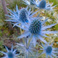 Heirloom Organic Blue Sea Holly Flower