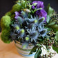 Heirloom Organic Blue Sea Holly Flower