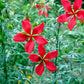 Heirloom Organic Texas Star Hibiscus Seeds (Aka Scarlet Rose Mallow, Swamp Hibiscus, Brilliant Hibiscus, Scarlet Hibiscus)