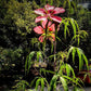 Heirloom Organic Texas Star Hibiscus Seeds (Aka Scarlet Rose Mallow, Swamp Hibiscus, Brilliant Hibiscus, Scarlet Hibiscus)