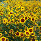 Heirloom Organic Plains Coreopsis Seeds (AKA Coreopsis Tinctoria, Plains Coreopsis, Garden Coreopsis, Golden Tickseed, Calliopsis)