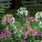 Heirloom Organic Spider Plant Seeds (Chlorophytum comosum, Airplane plant, St. Bernard's Lily, Spider Ivy, Ribbon Plant, Hen and Chicken)